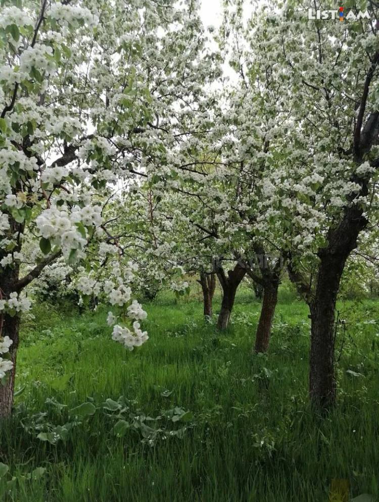 Հողամաս, 2400քմ, Էլեկտրականությամբ