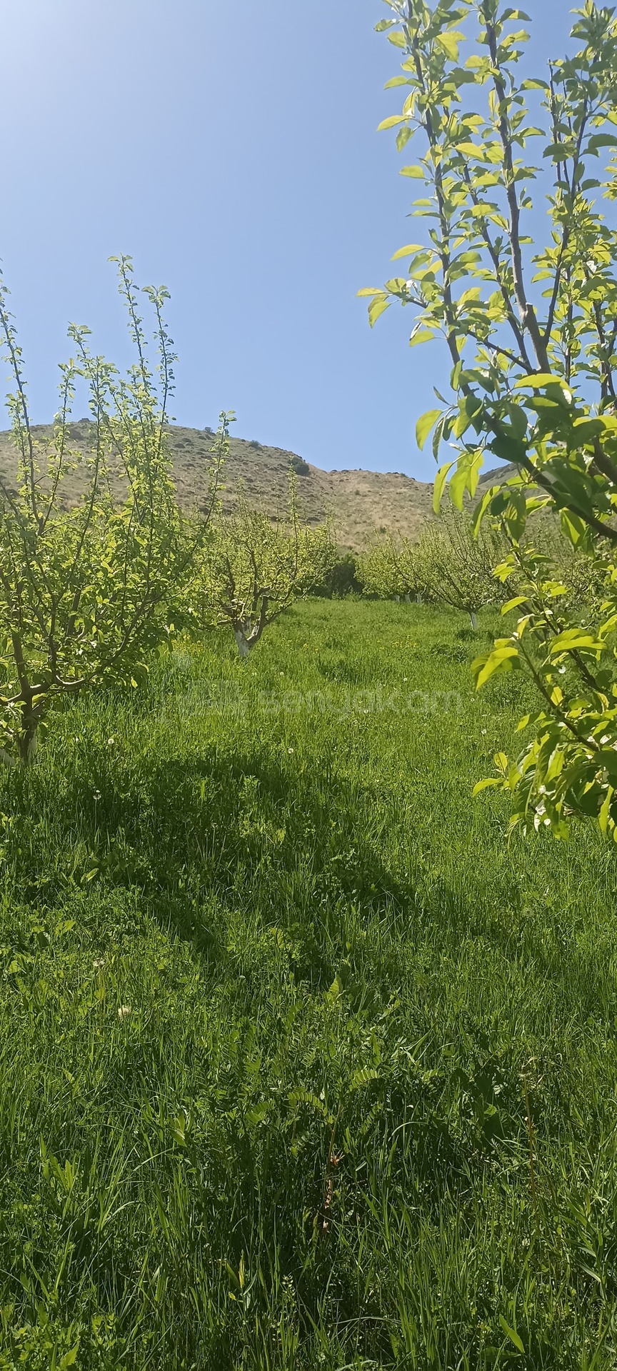 Այգի, 4700քմ, Ոռոգման Ջրով, Էլեկտրականությամբ, Ցանկապատված
