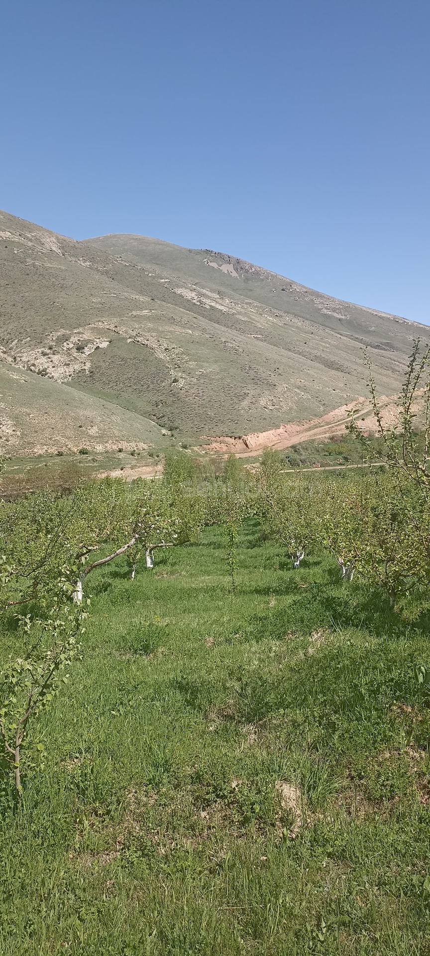 Այգի, 4700քմ, Ոռոգման Ջրով, Էլեկտրականությամբ, Ցանկապատված