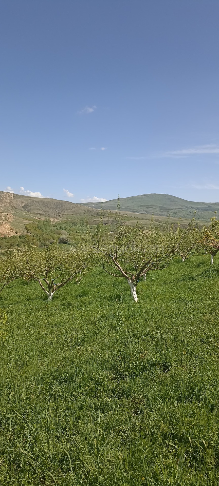 Այգի, 4700քմ, Ոռոգման Ջրով, Էլեկտրականությամբ, Ցանկապատված