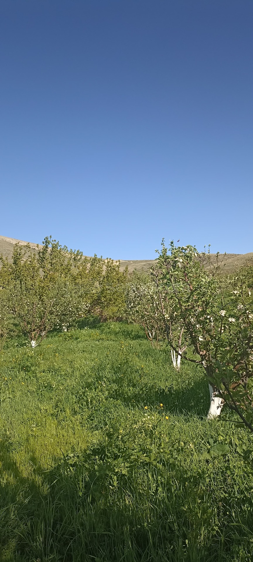 3 Սենյականոց Սեփական Տուն, 64քմ, Նորմալ Վիճակում, Ավտոտնակով