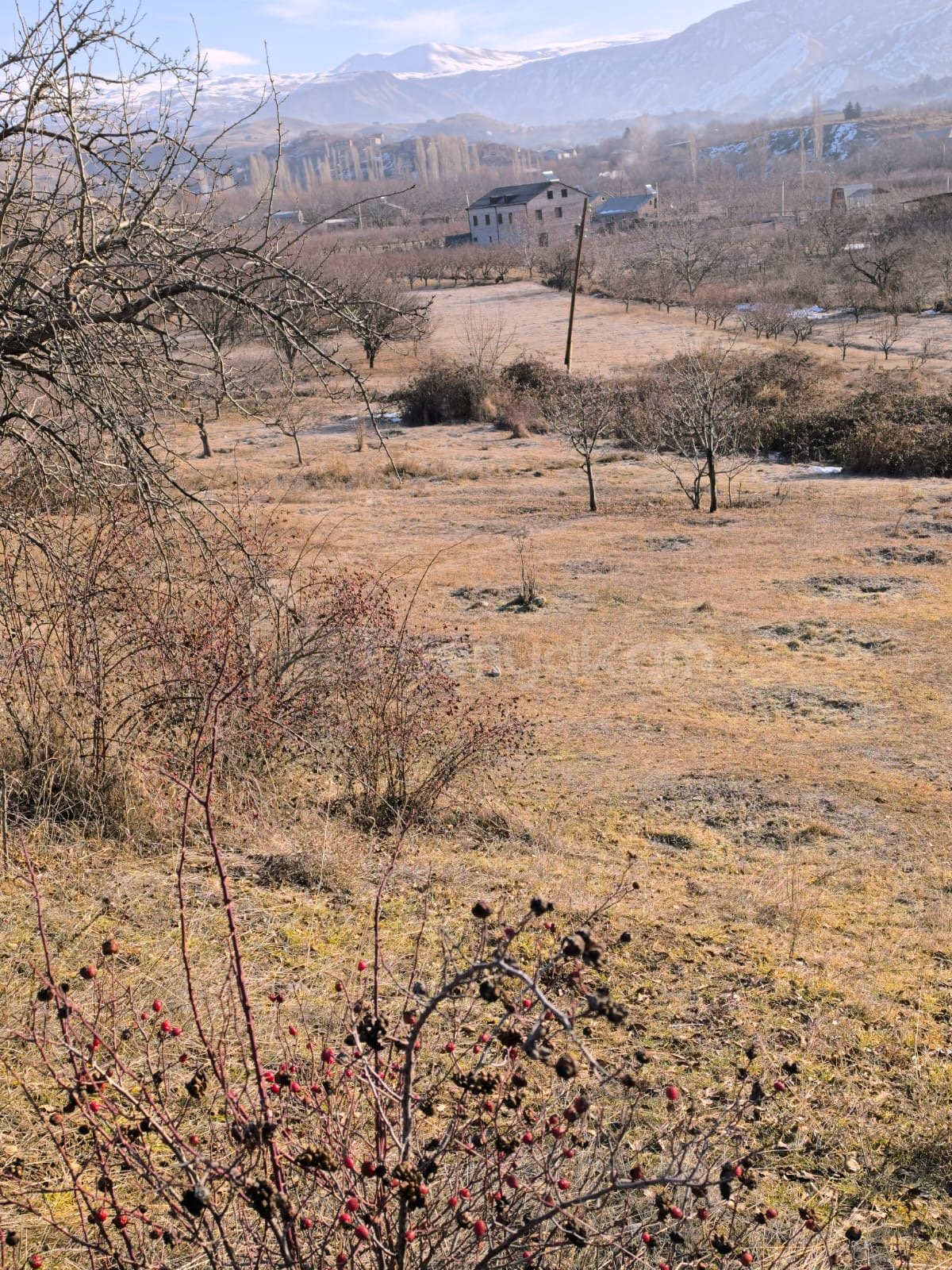 Այգի, 2370քմ, Ոռոգման Ջրով