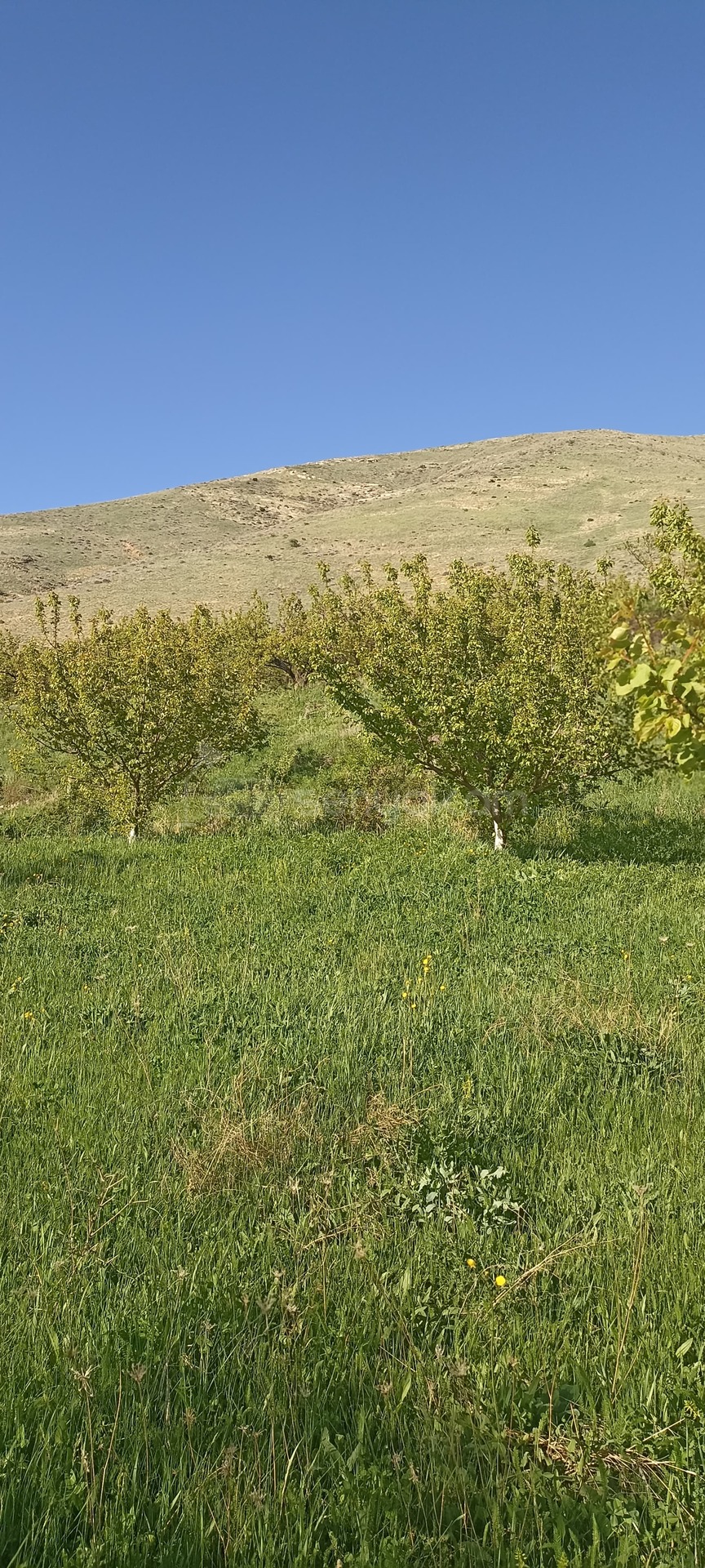 Հողամաս, 2000քմ, Ոռոգման Ջրով, Ցանկապատված