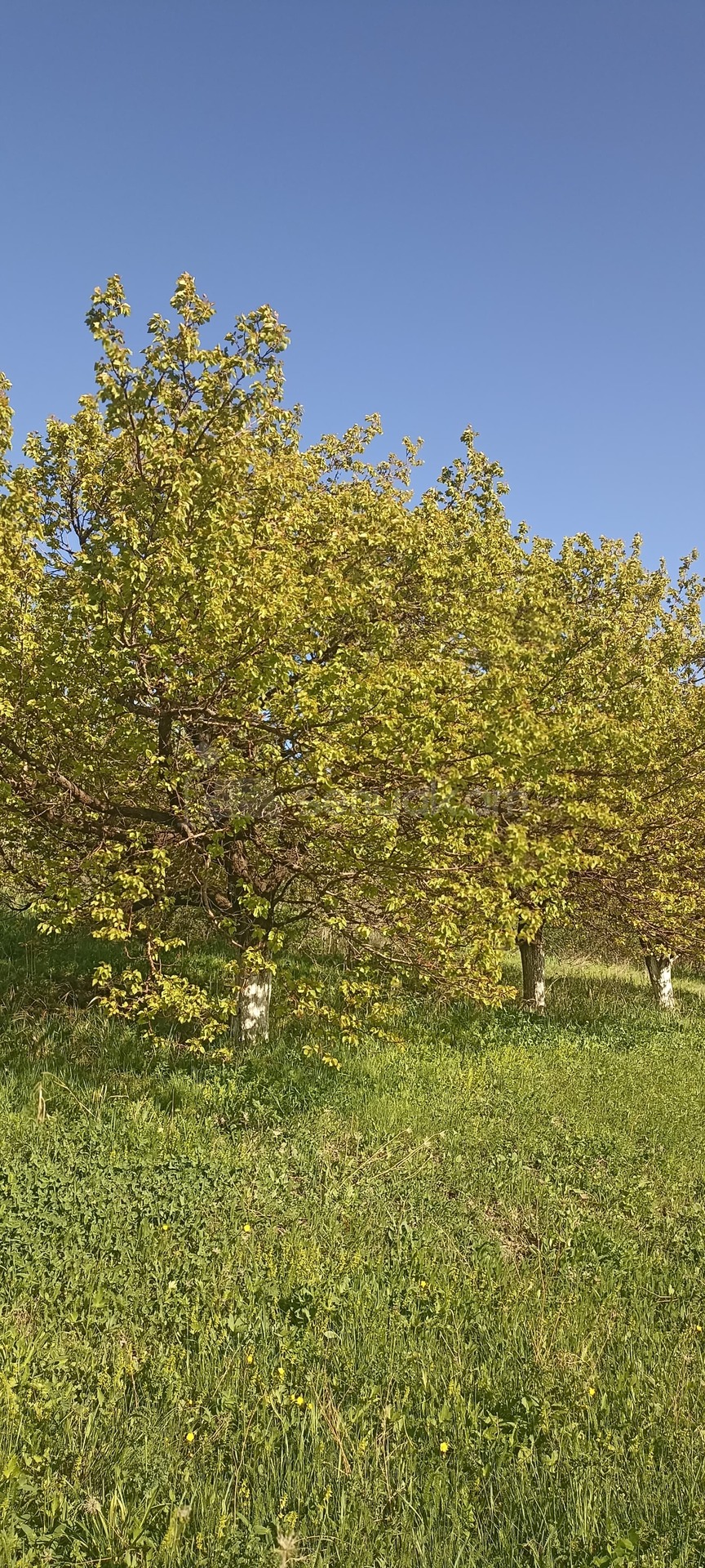 Հողամաս, 2000քմ, Ոռոգման Ջրով, Ցանկապատված