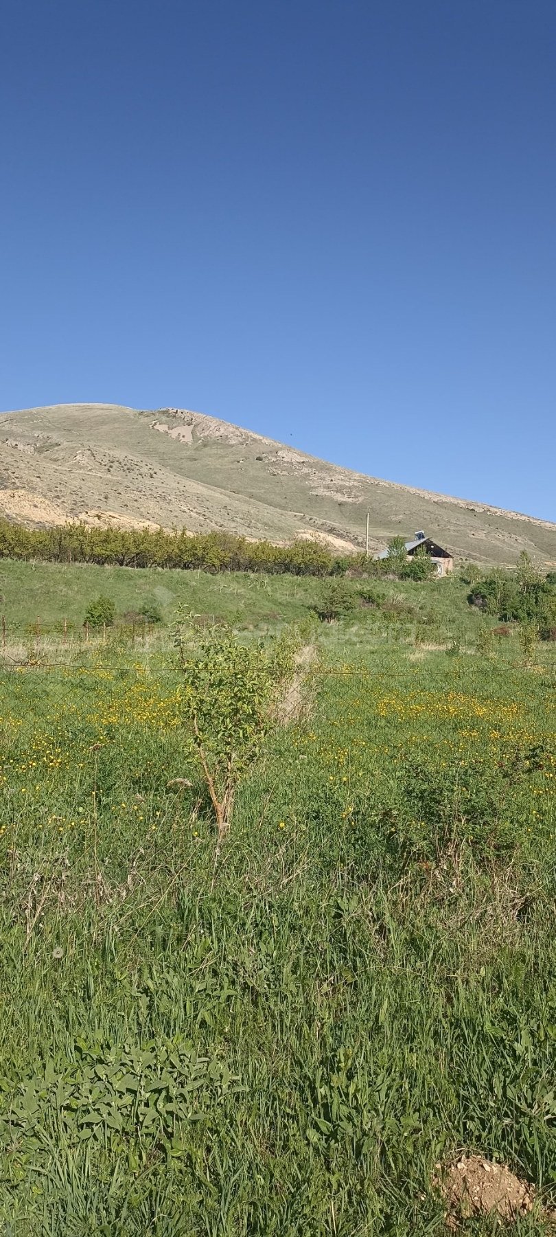 Այգի, 1700քմ, Ոռոգման Ջրով, Էլեկտրականությամբ