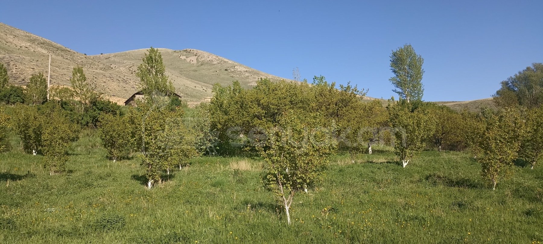 Այգի, 1700քմ, Ոռոգման Ջրով, Էլեկտրականությամբ