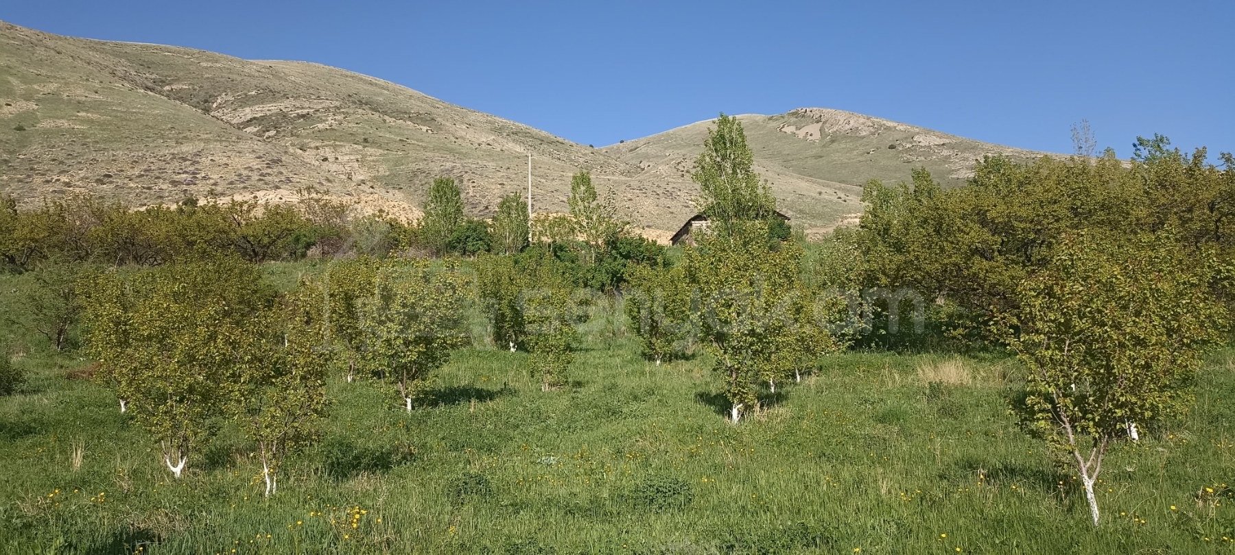 Այգի, 1700քմ, Ոռոգման Ջրով, Էլեկտրականությամբ