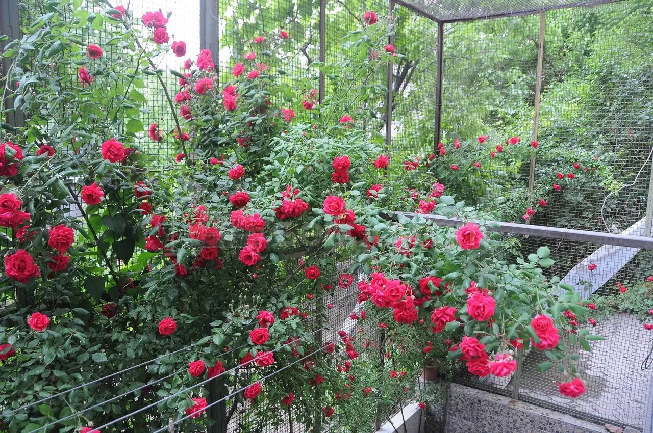 3 Սենյականոց Բնակարան Քարե Շենքում, 100քմ, 1/5 հարկ, Կապիտալ Վերանորոգված, Կահավորված, Արևկող