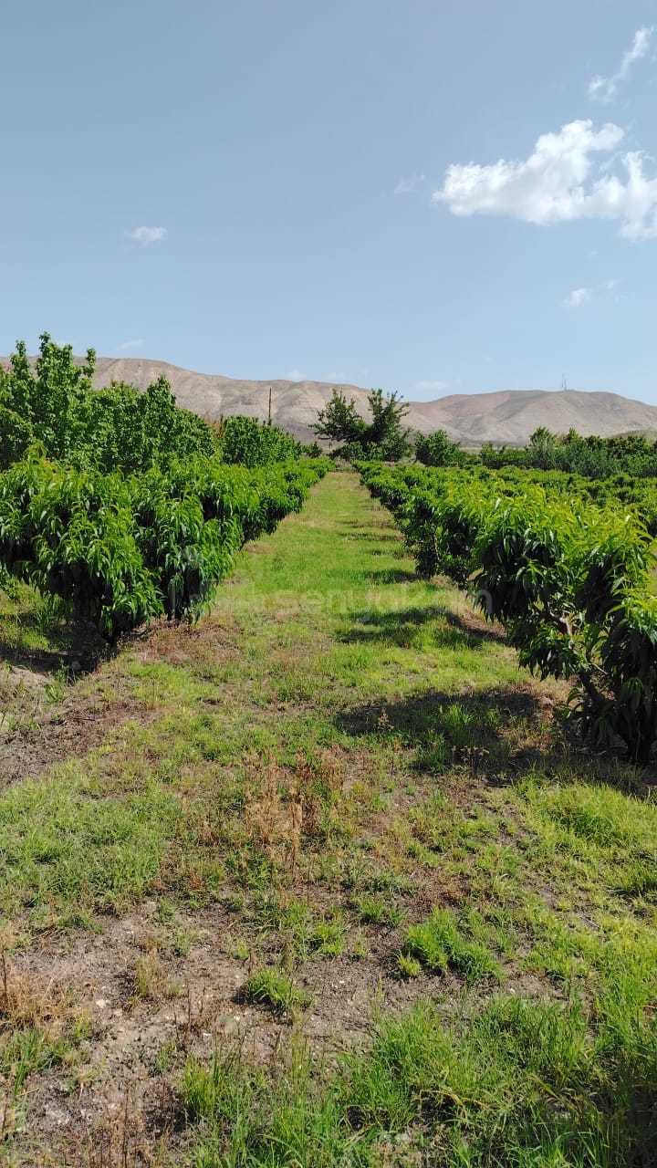 Այգի, 13000քմ, Ոռոգման Ջրով, Էլեկտրականությամբ, Ցանկապատված