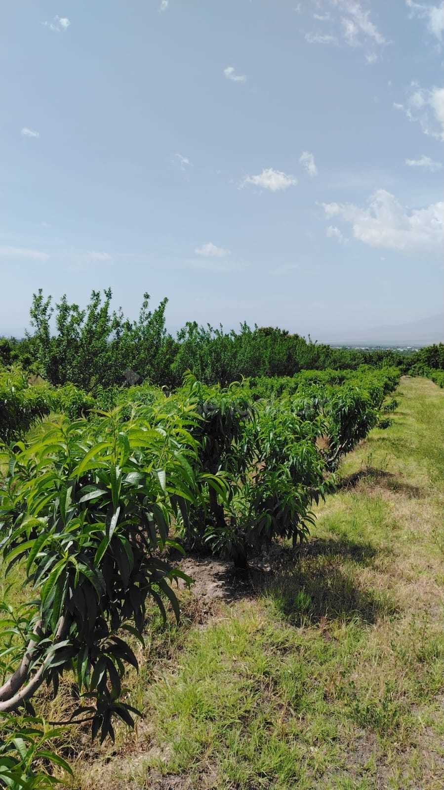 Այգի, 13000քմ, Ոռոգման Ջրով, Էլեկտրականությամբ, Ցանկապատված
