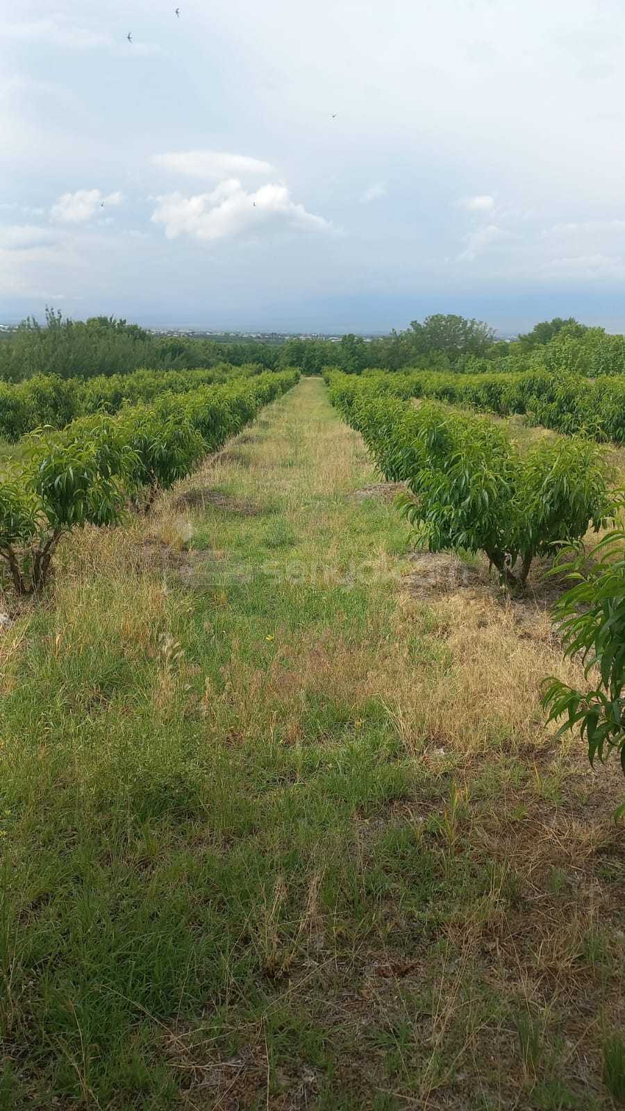 Այգի, 12000քմ, Ոռոգման Ջրով, Էլեկտրականությամբ, Ցանկապատված