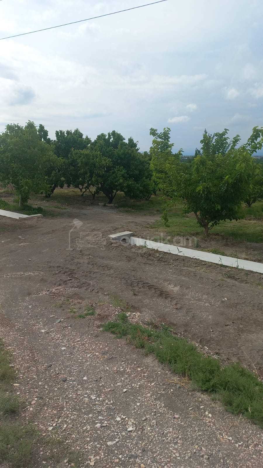 Այգի, 12000քմ, Ոռոգման Ջրով, Էլեկտրականությամբ, Ցանկապատված