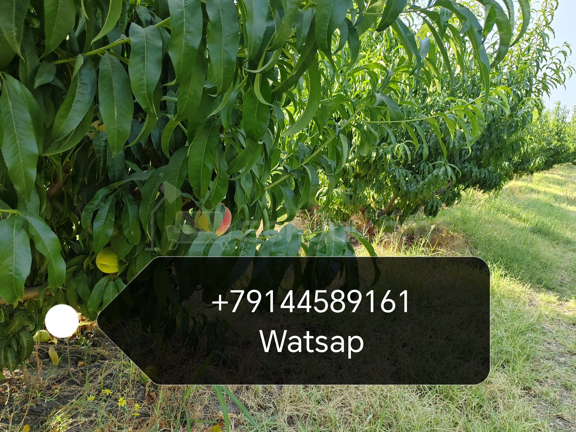 Այգի, 12000քմ, Ոռոգման Ջրով, Էլեկտրականությամբ, Ցանկապատված