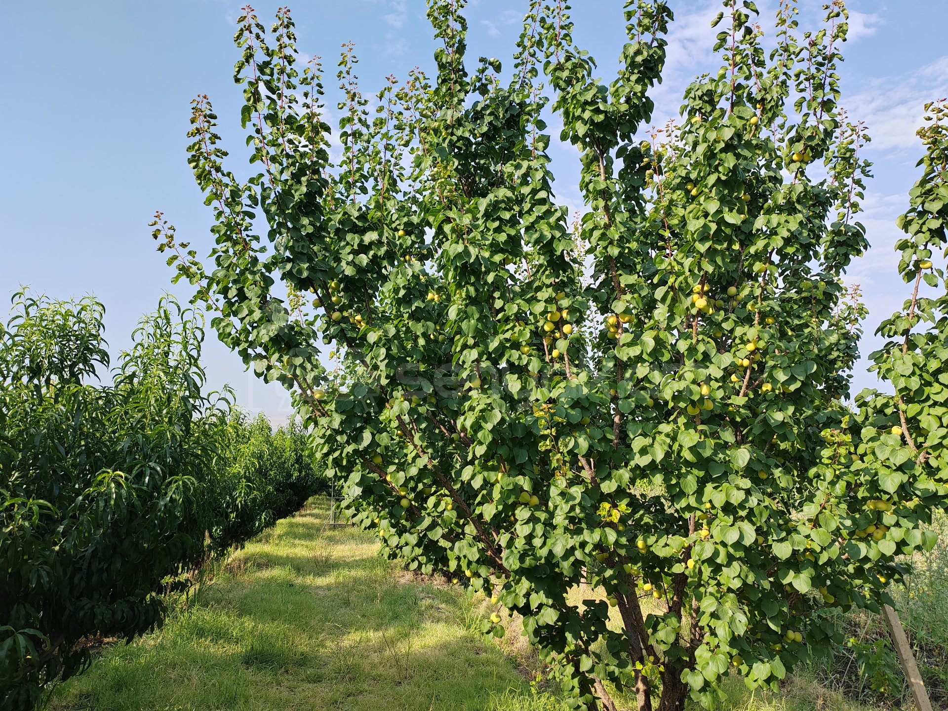 Այգի, 12000քմ, Ոռոգման Ջրով, Էլեկտրականությամբ, Ցանկապատված