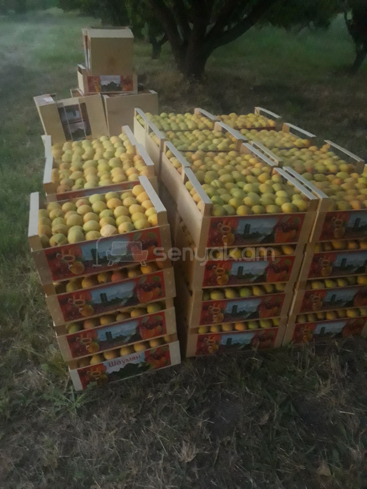 Այգի, 12000քմ, Ոռոգման Ջրով, Էլեկտրականությամբ, Ցանկապատված