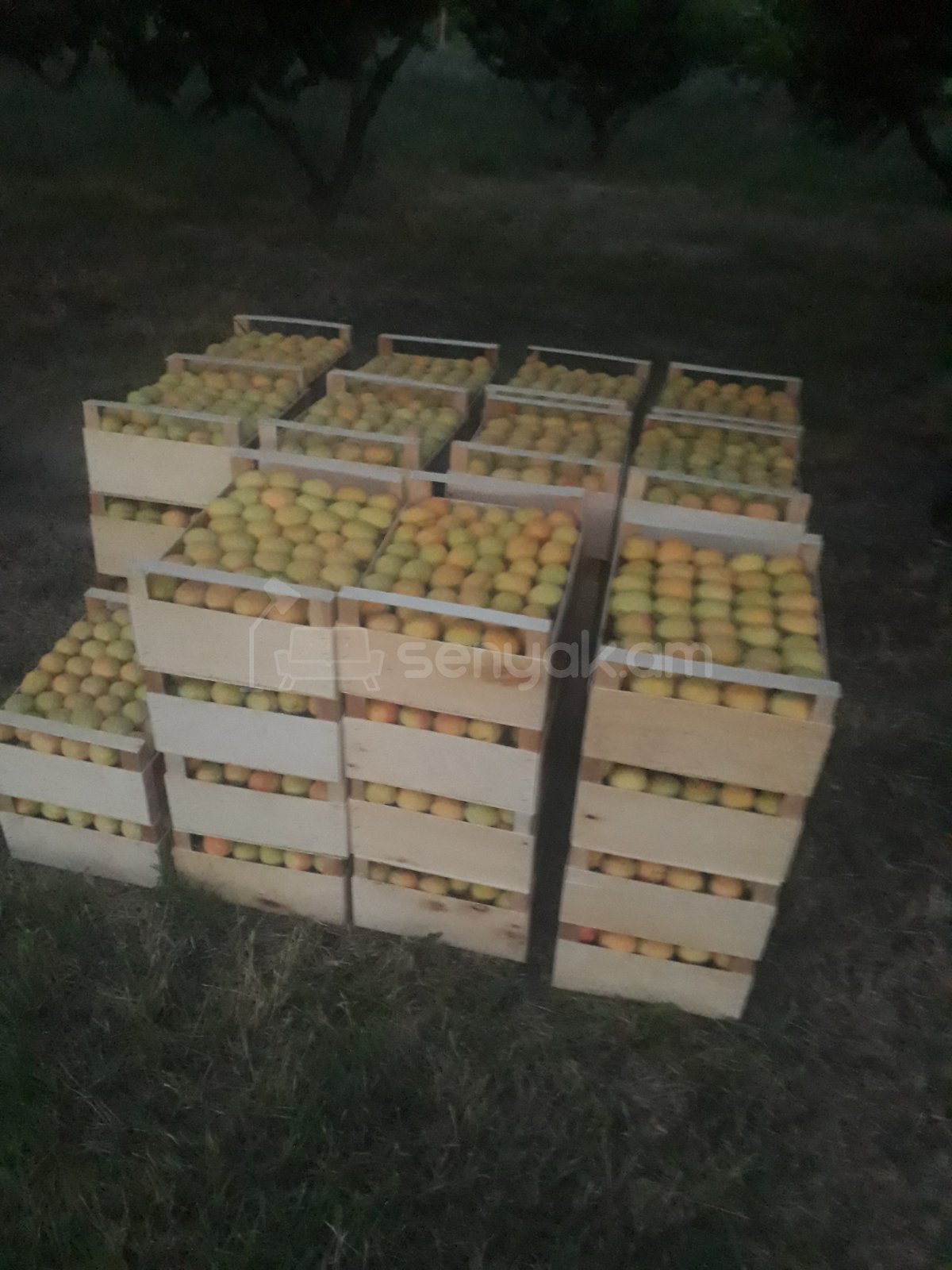 Այգի, 12000քմ, Ոռոգման Ջրով, Էլեկտրականությամբ, Ցանկապատված