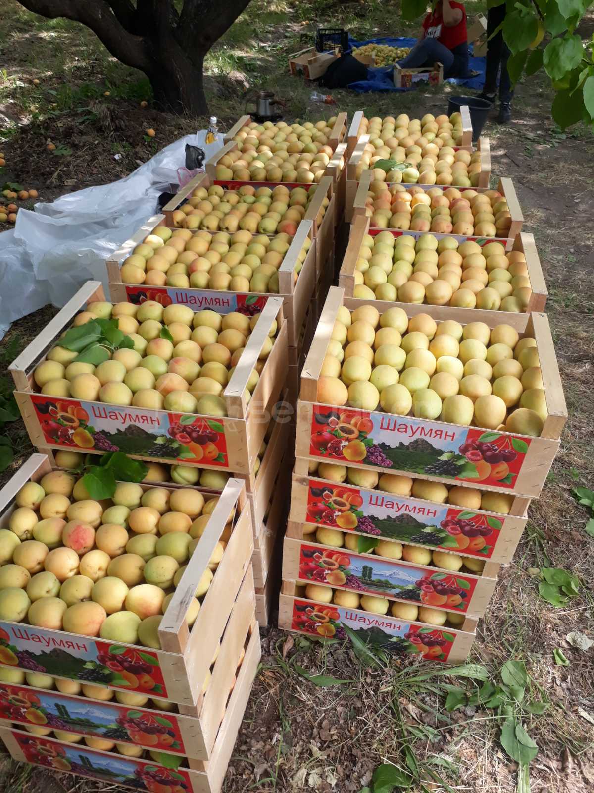 Այգի, 12000քմ, Ոռոգման Ջրով, Էլեկտրականությամբ, Ցանկապատված