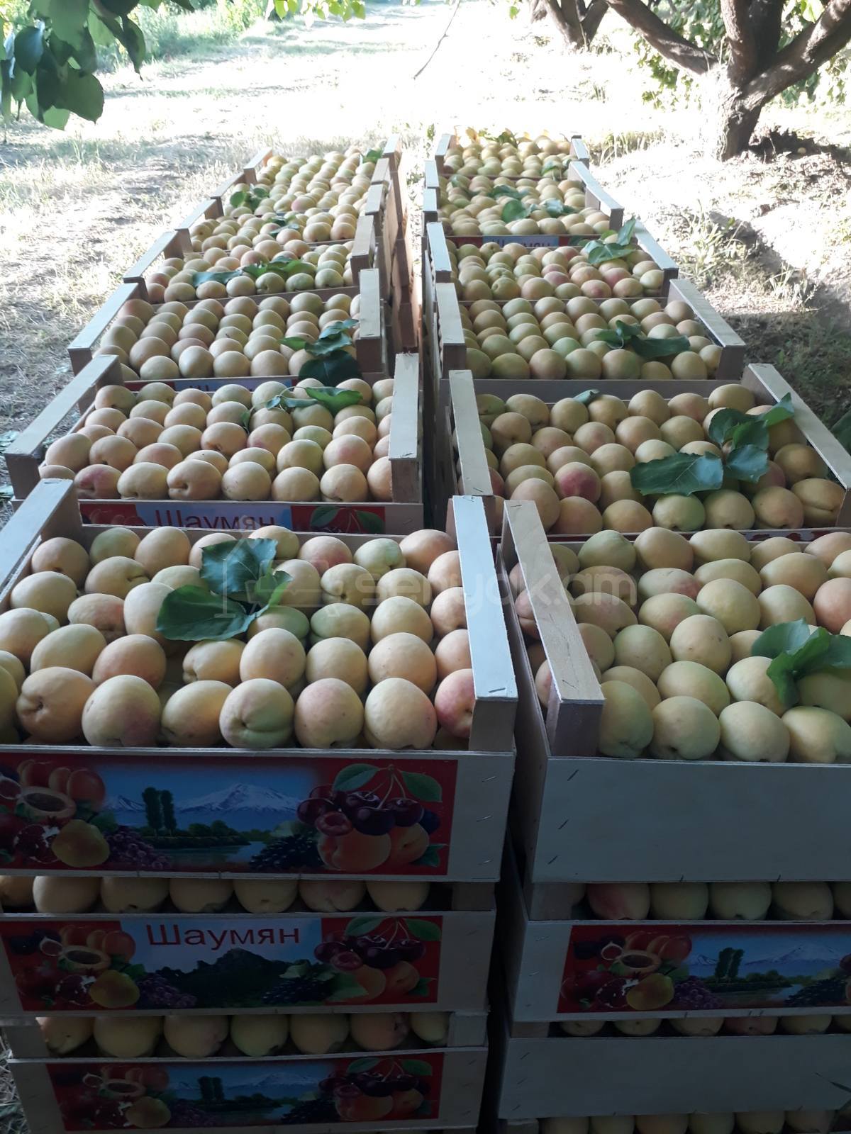 Այգի, 12000քմ, Ոռոգման Ջրով, Էլեկտրականությամբ, Ցանկապատված