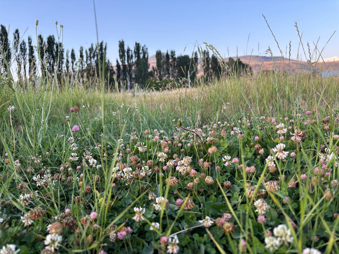 Հողամաս, 1170քմ, Ոռոգման Ջրով, Էլեկտրականությամբ