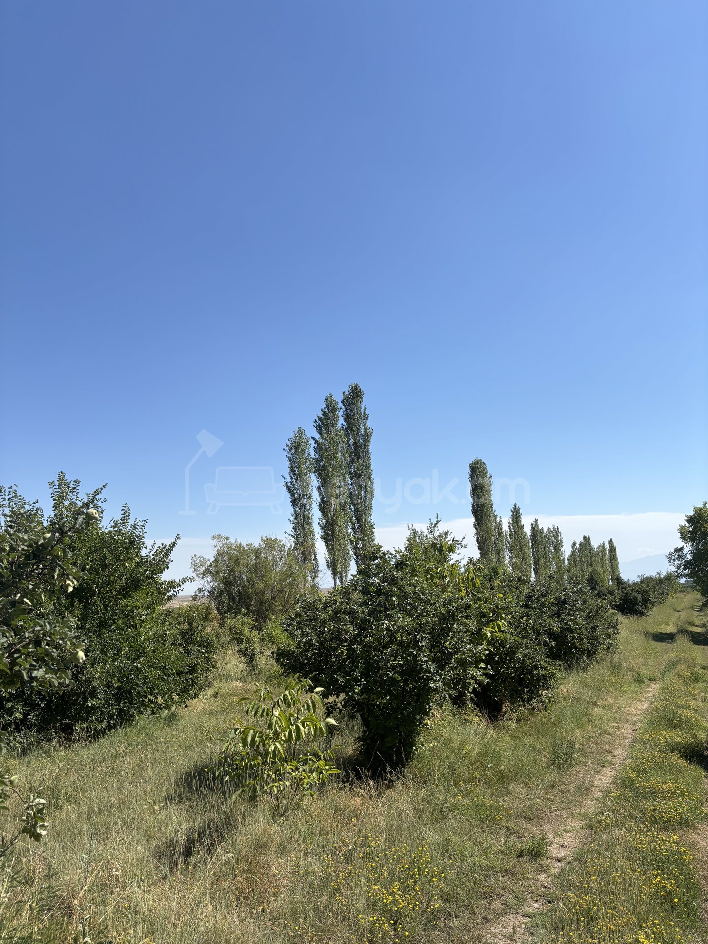 Այգի, 10600քմ, Ոռոգման Ջրով