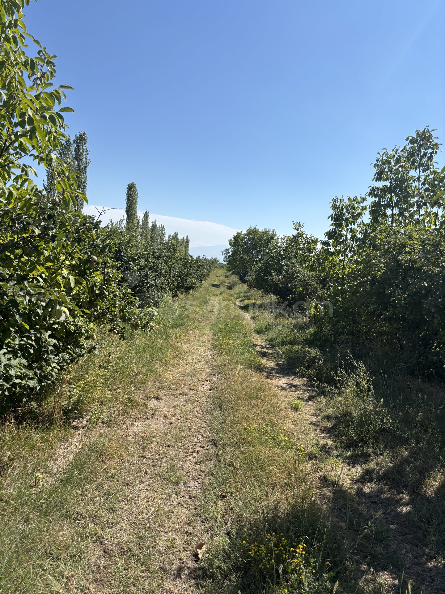 Այգի, 10600քմ, Ոռոգման Ջրով