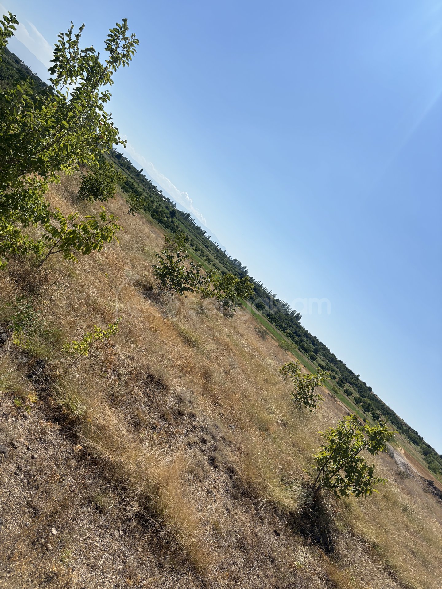 Այգի, 10600քմ, Ոռոգման Ջրով