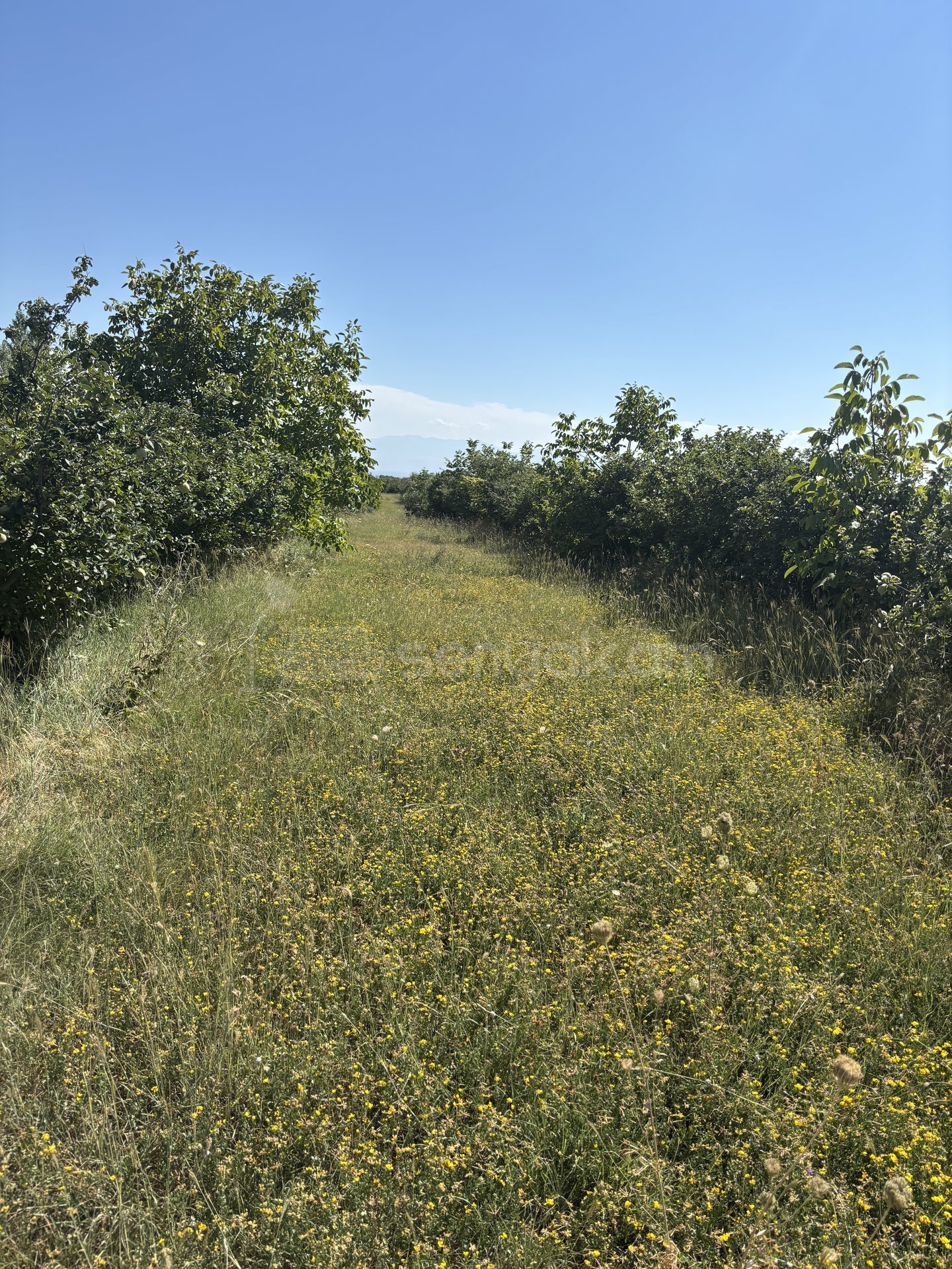 Այգի, 10600քմ, Ոռոգման Ջրով