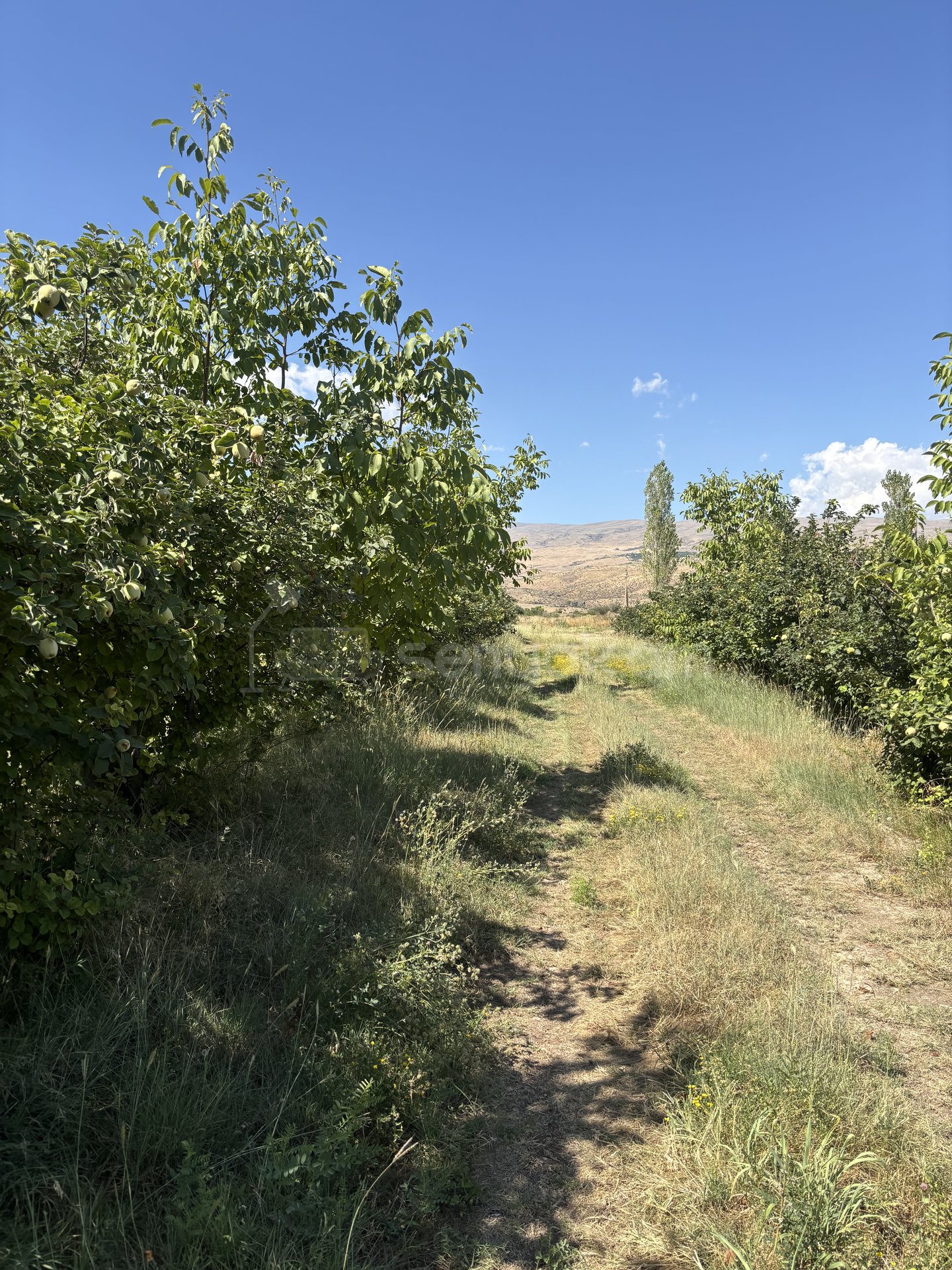 Այգի, 10600քմ, Ոռոգման Ջրով