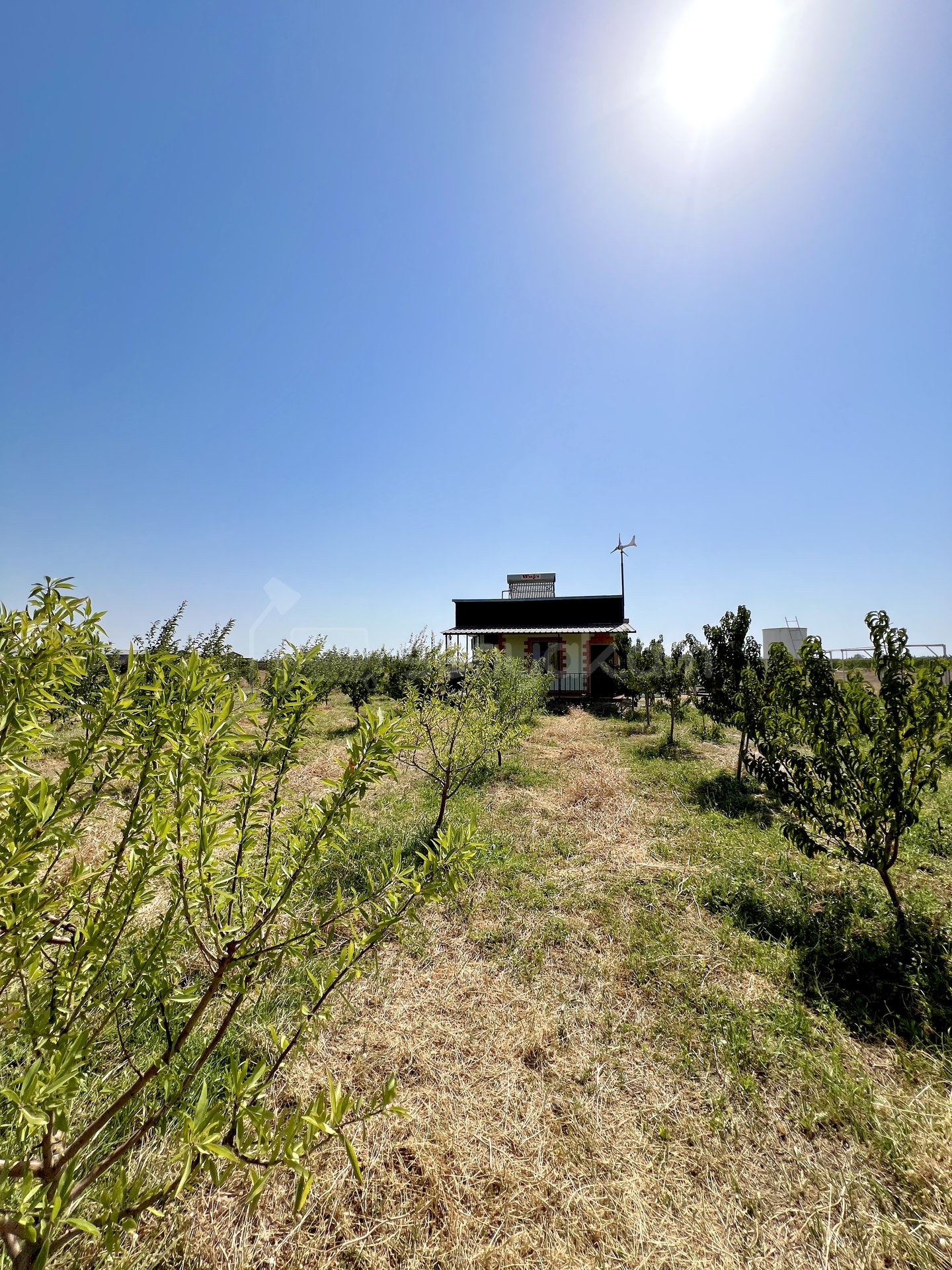 Այգի, 6000քմ, Ոռոգման Ջրով, Էլեկտրականությամբ, Ցանկապատված