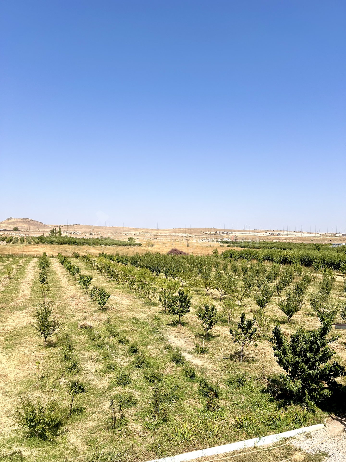 Այգի, 6000քմ, Ոռոգման Ջրով, Էլեկտրականությամբ, Ցանկապատված