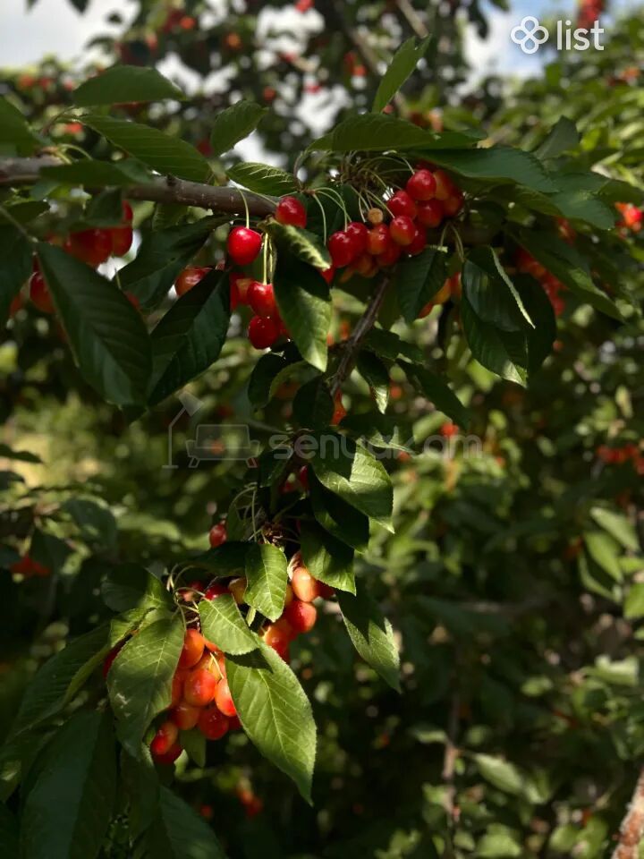 Այգի, 5160քմ, Ոռոգման Ջրով, Էլեկտրականությամբ