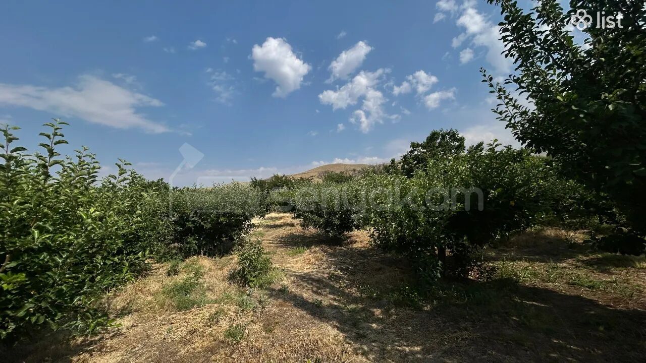 Այգի, 5160քմ, Ոռոգման Ջրով, Էլեկտրականությամբ