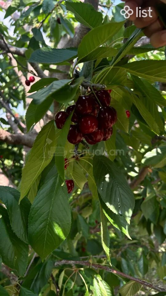 Այգի, 5160քմ, Ոռոգման Ջրով, Էլեկտրականությամբ