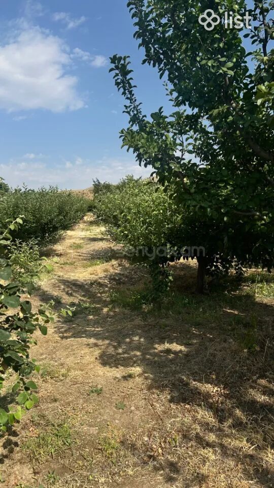 Այգի, 5160քմ, Ոռոգման Ջրով, Էլեկտրականությամբ