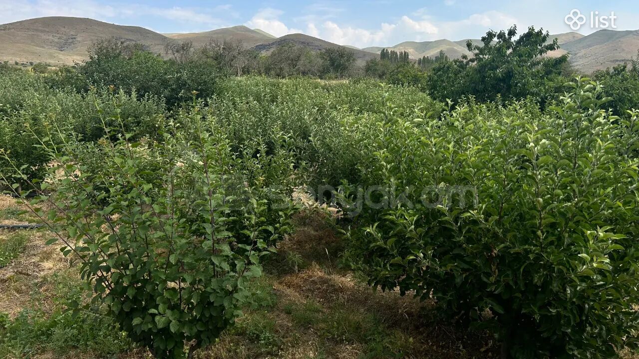 Այգի, 5160քմ, Ոռոգման Ջրով, Էլեկտրականությամբ