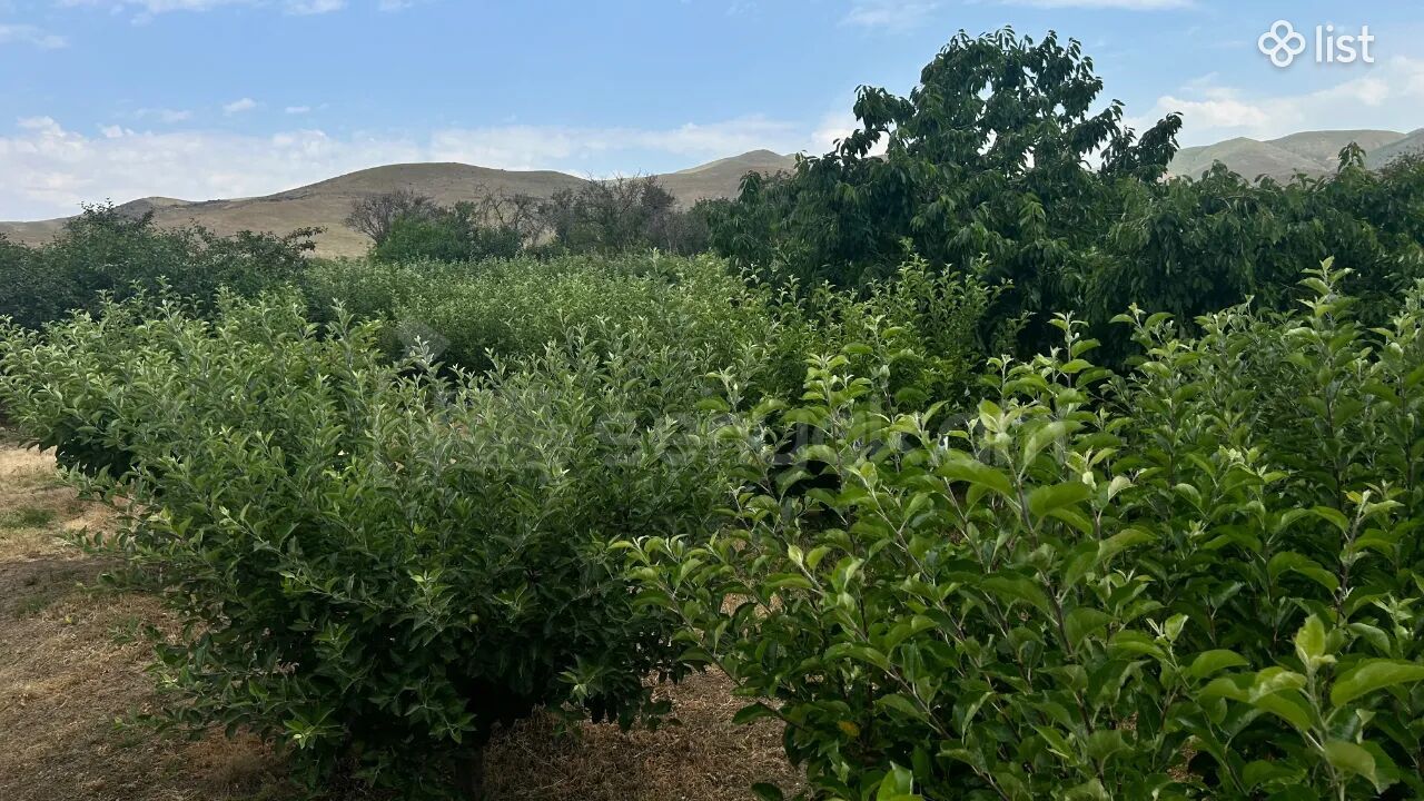 Այգի, 5160քմ, Ոռոգման Ջրով, Էլեկտրականությամբ