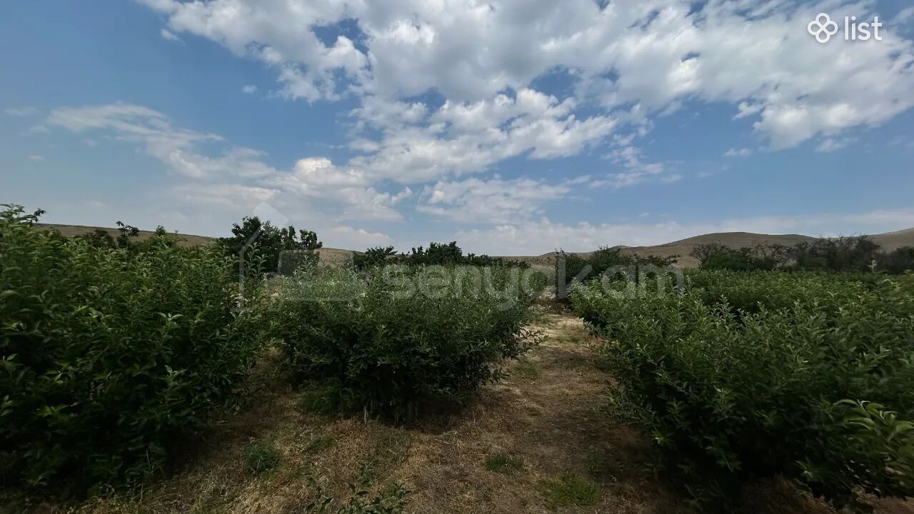 Այգի, 5160քմ, Ոռոգման Ջրով, Էլեկտրականությամբ