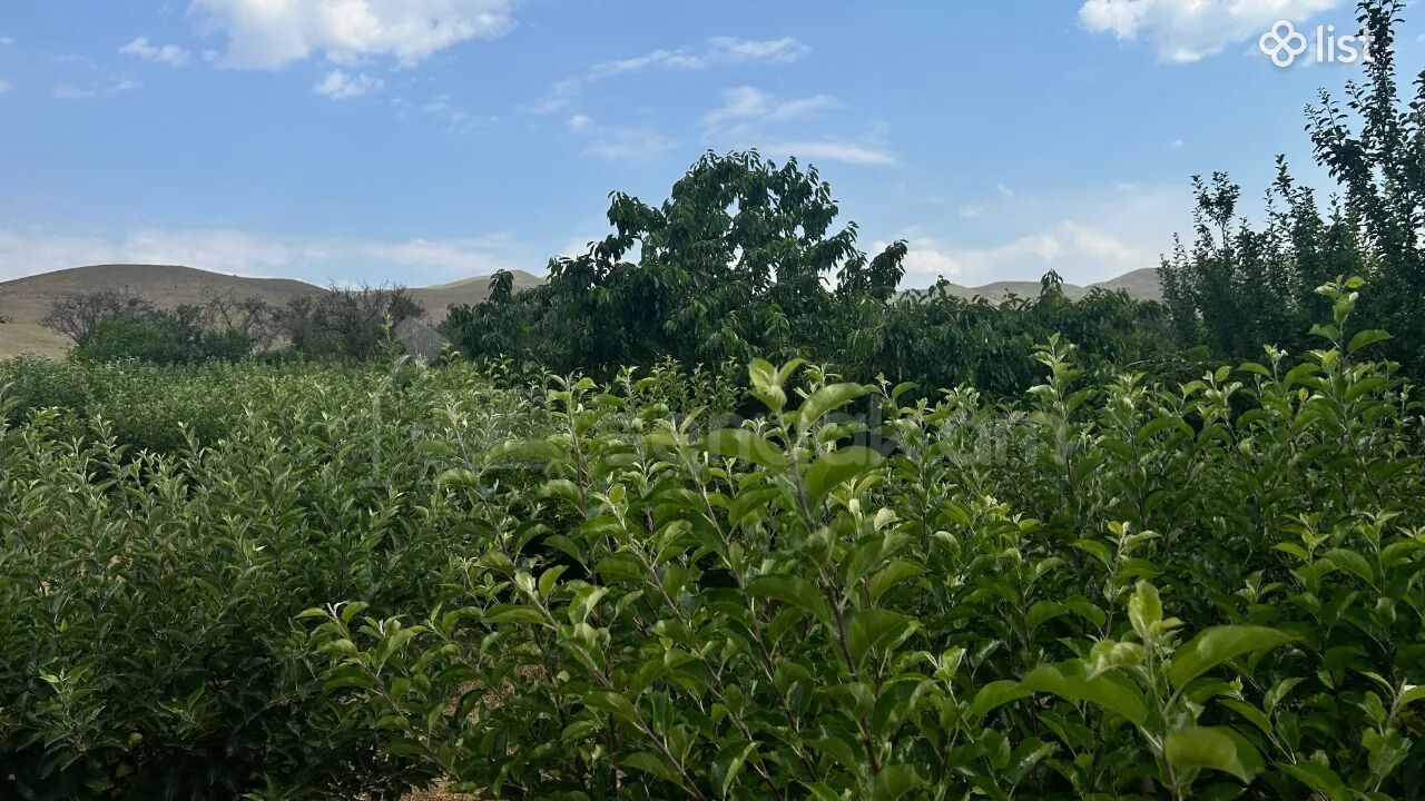 Այգի, 5160քմ, Ոռոգման Ջրով, Էլեկտրականությամբ