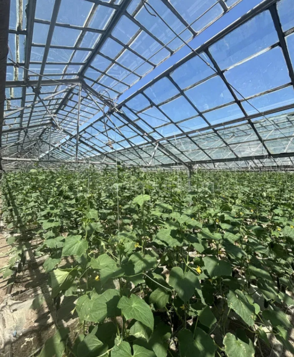 5 Սենյականոց Սեփական Տուն, 300քմ, Նորմալ Վիճակում, Ավտոտնակով