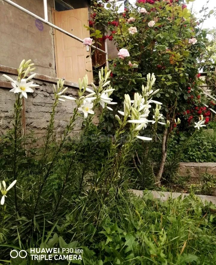 6 Սենյականոց Սեփական Տուն, 245քմ, Կոսմետիկ Վերանորոգված, Ավտոտնակով