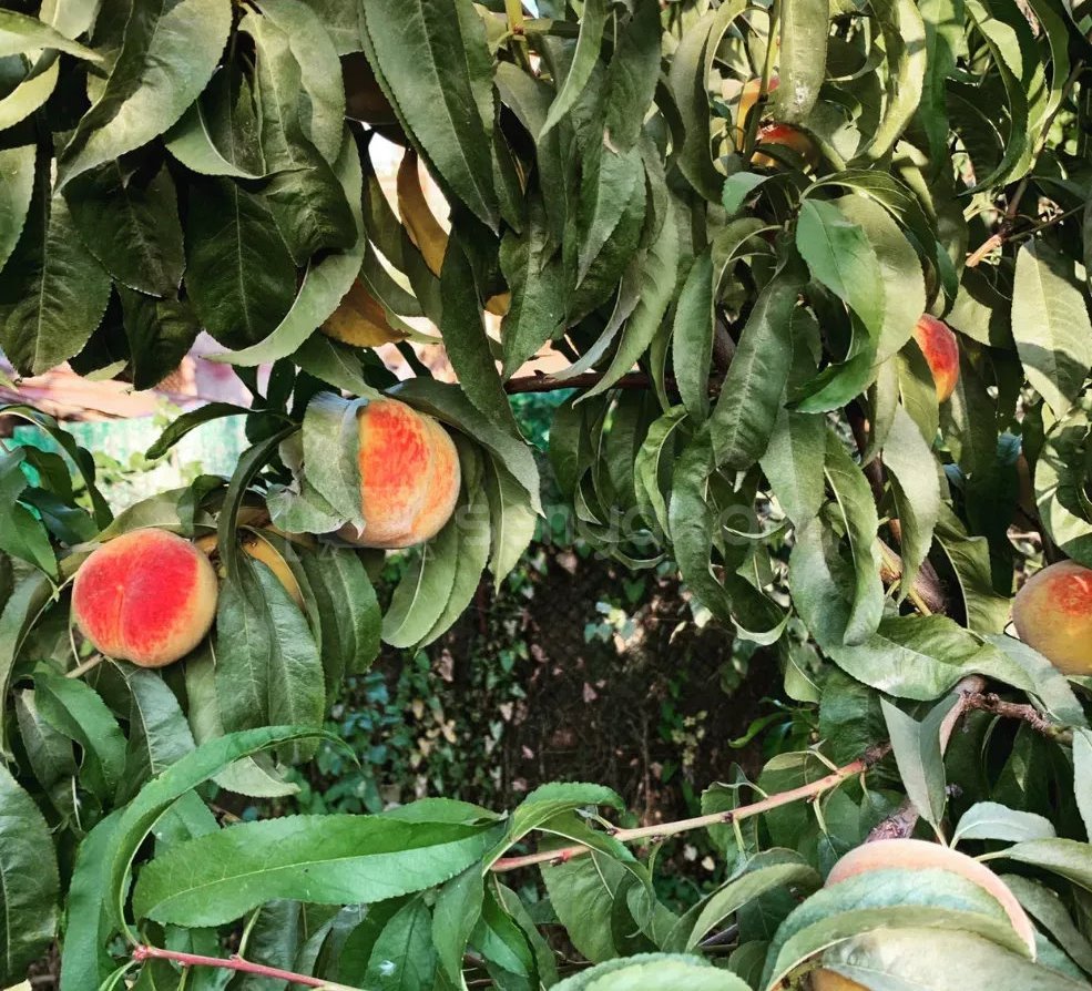 4 Սենյականոց Սեփական Տուն, 170քմ, Կապիտալ Վերանորոգված, Ավտոտնակով