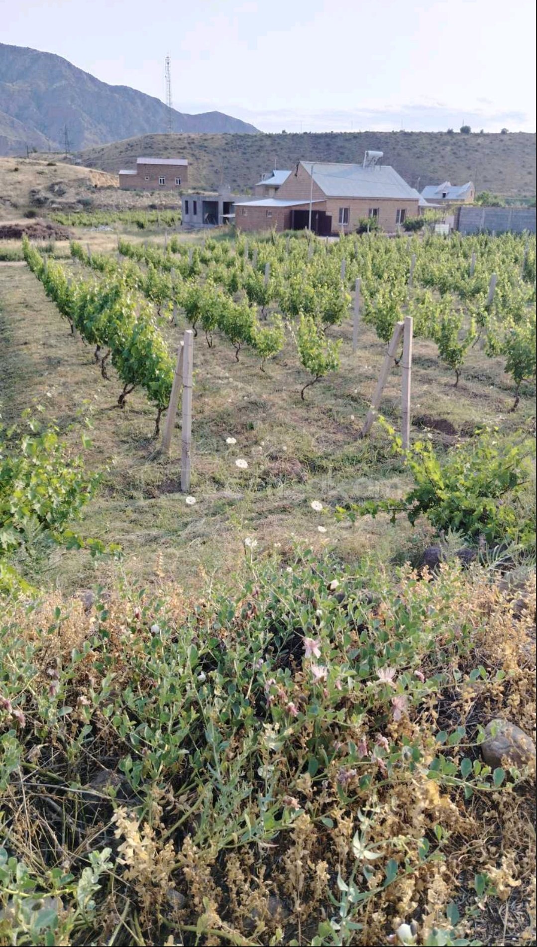 Հողամաս, 1460քմ, Ոռոգման Ջրով, Էլեկտրականությամբ