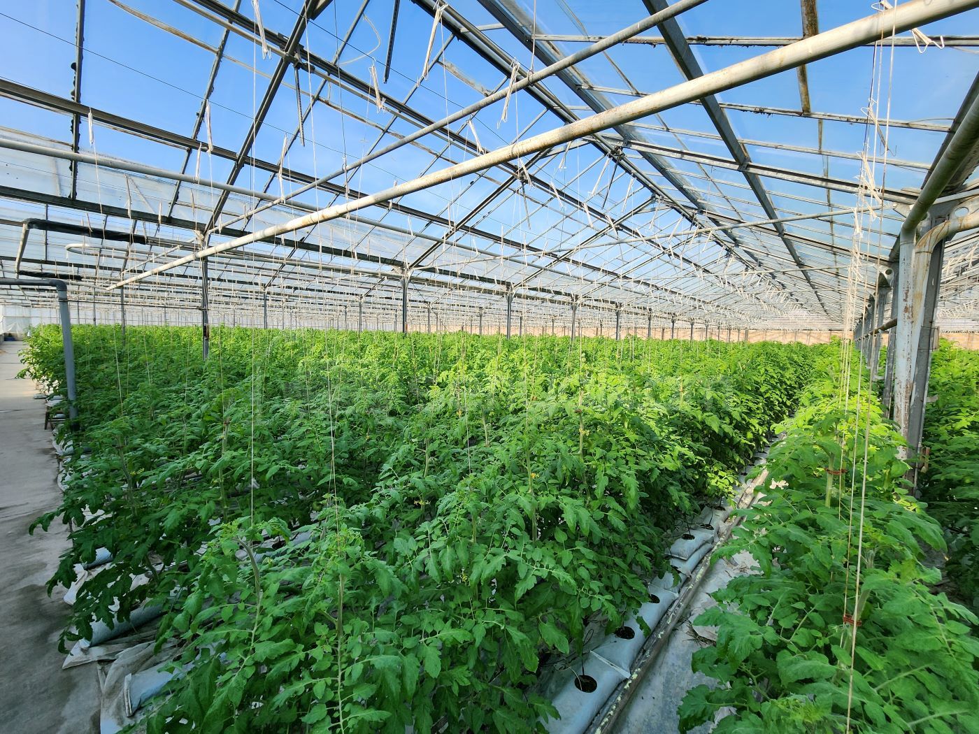 Կոմերցիոն Հողատարածք, 15000քմ, Ոռոգման Ջրով, Էլեկտրականությամբ