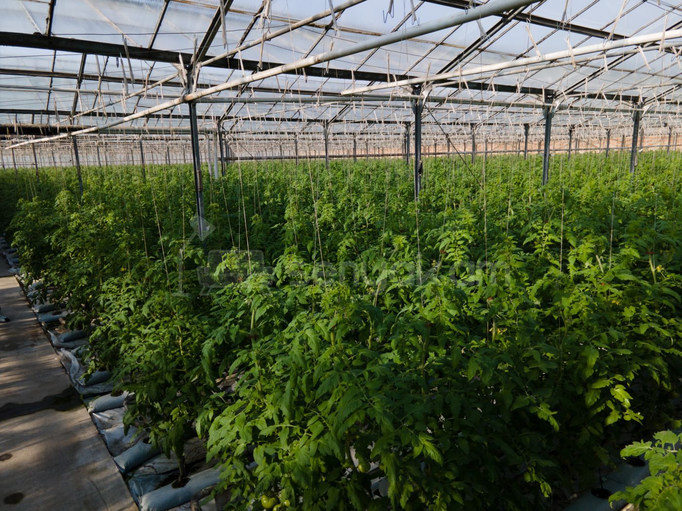 Կոմերցիոն Հողատարածք, 15000քմ, Ոռոգման Ջրով, Էլեկտրականությամբ