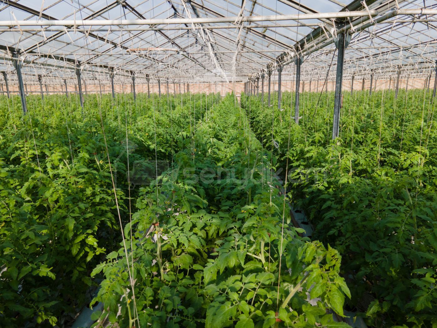 Կոմերցիոն Հողատարածք, 15000քմ, Ոռոգման Ջրով, Էլեկտրականությամբ