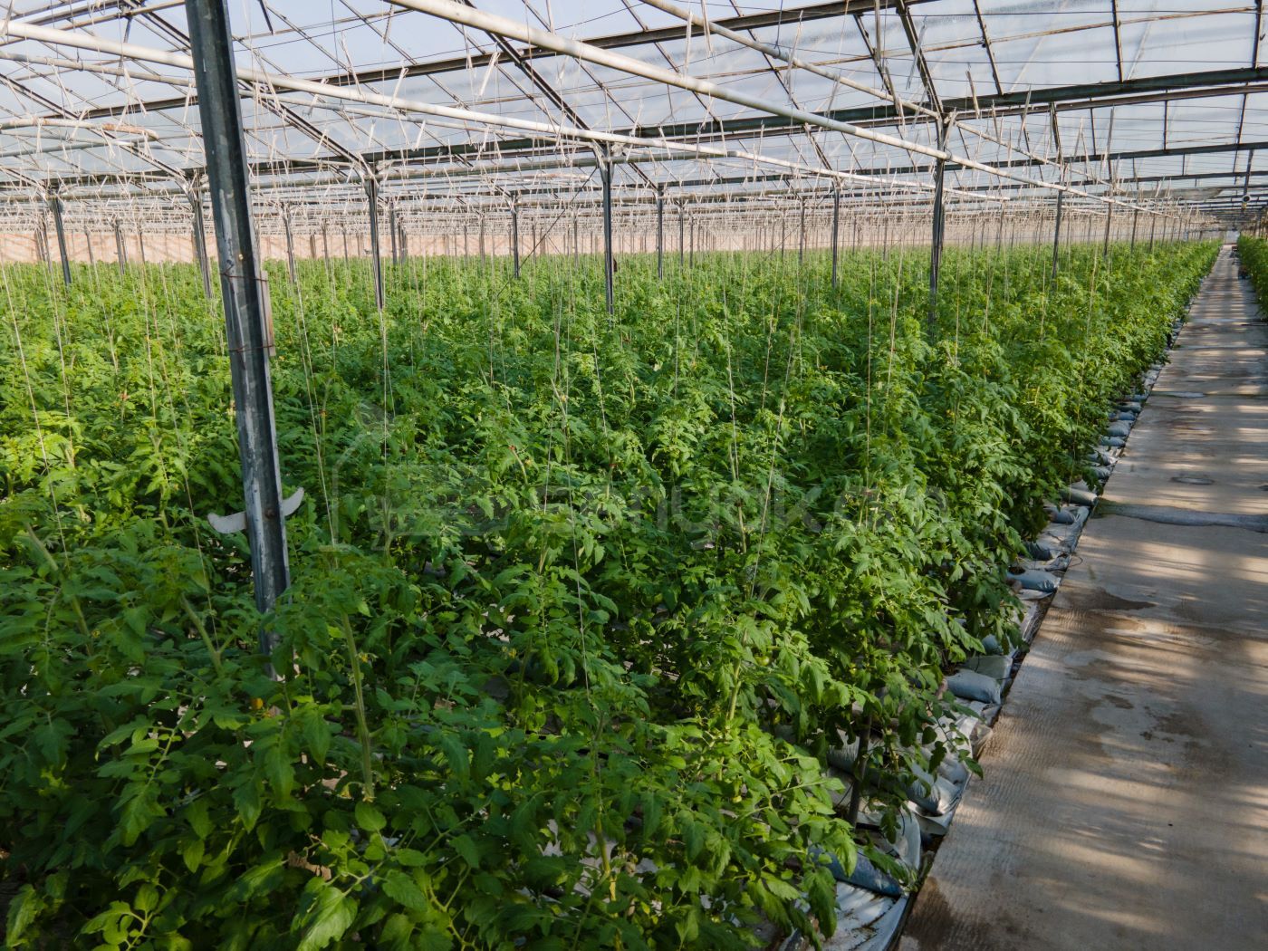 Կոմերցիոն Հողատարածք, 15000քմ, Ոռոգման Ջրով, Էլեկտրականությամբ