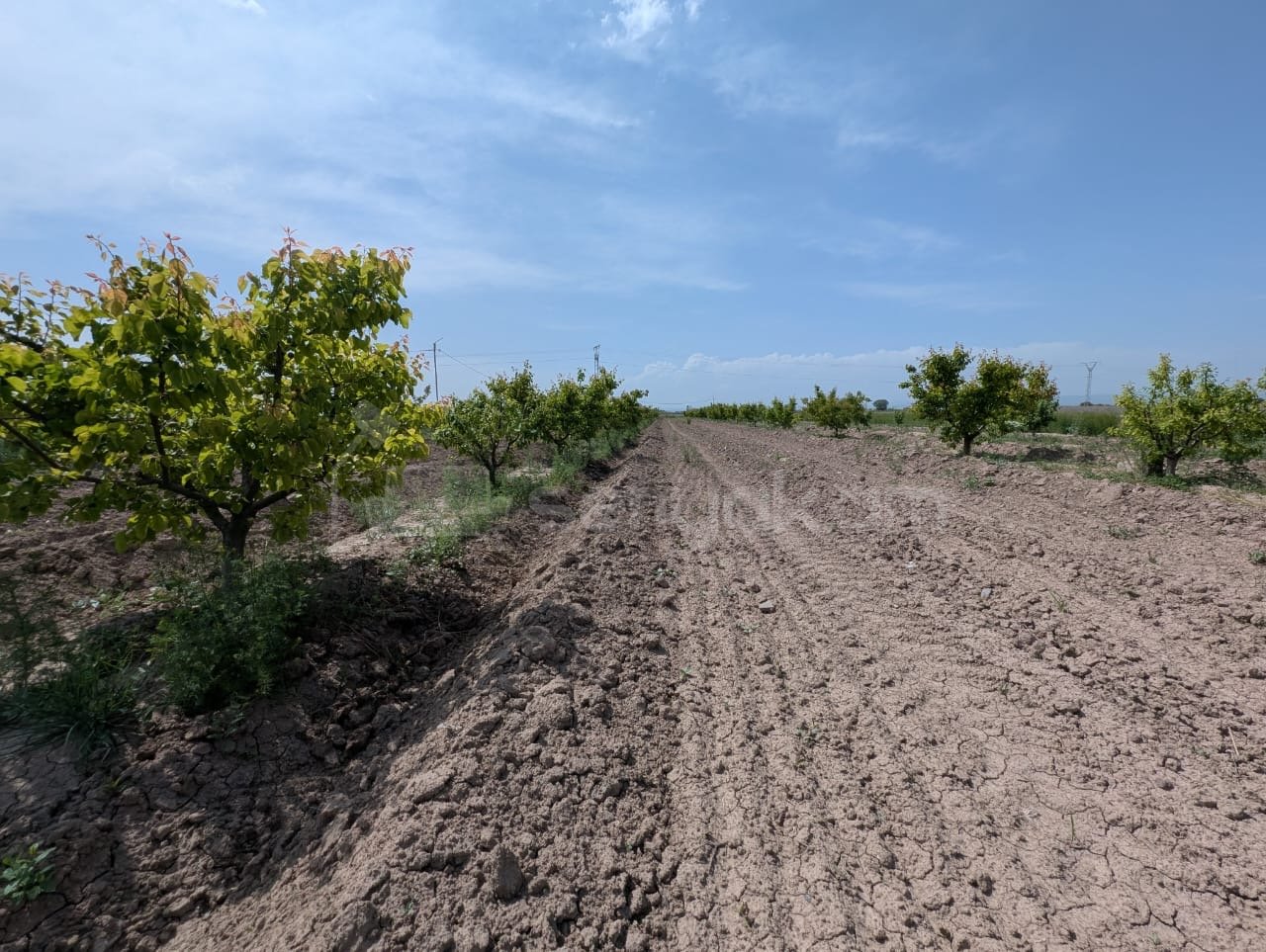 Հողամաս, 4710քմ, Ոռոգման Ջրով, Էլեկտրականությամբ