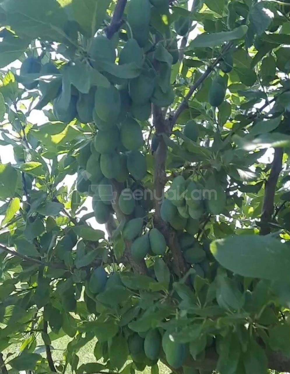 Հողամաս, 6000քմ, Ոռոգման Ջրով