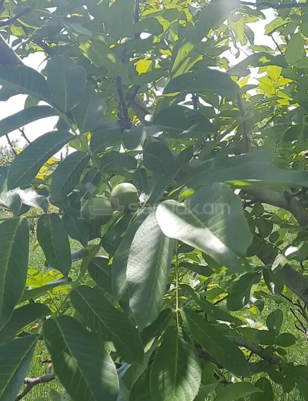 Հողամաս, 6000քմ, Ոռոգման Ջրով