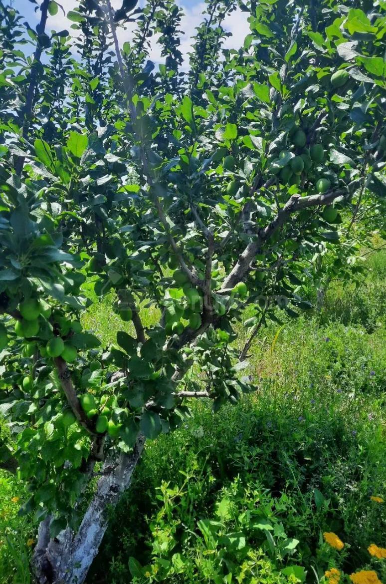 Հողամաս, 6000քմ, Ոռոգման Ջրով